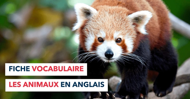 banniere fiche animaux