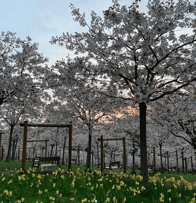 ALNWICK GARDEN
