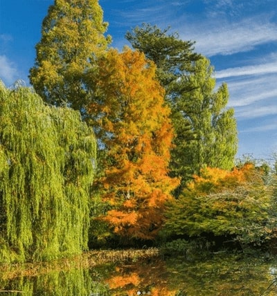 CAMBRIDGE BOTANIC GARDEN