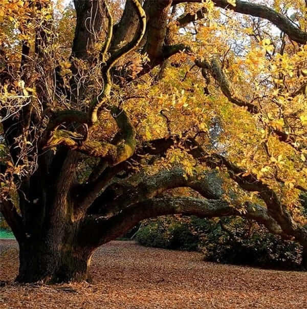 ROYAL BOTANIC GARDENS