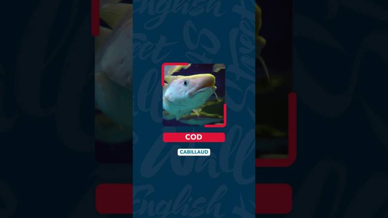 Embedded thumbnail for Les poissons en anglais : comment les nommer sans se tromper ?