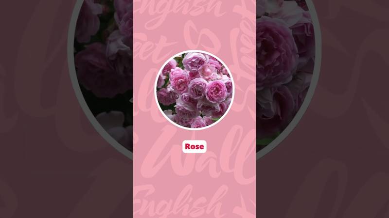 Embedded thumbnail for TOP 6 des plus belles fleurs du monde en anglais